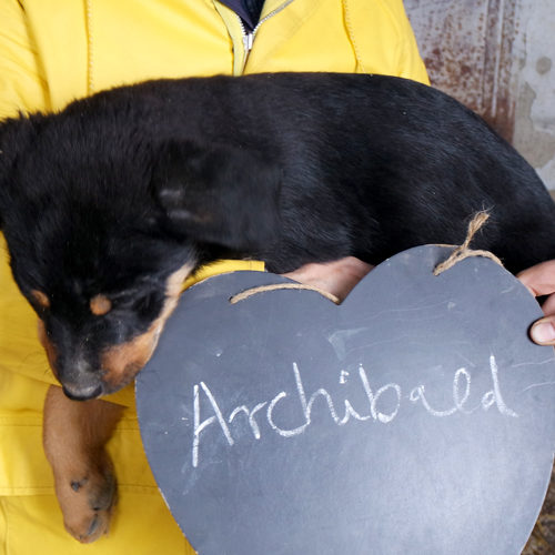 archibald_2016-10-15_01