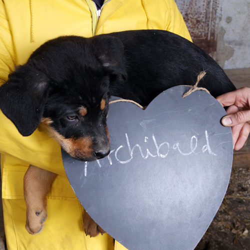 archibald_2016-10-15_02
