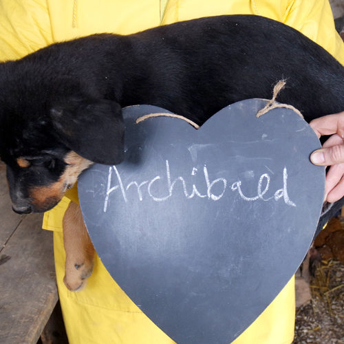 archibald_2016-10-15_03