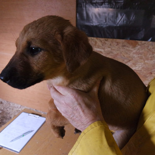 barni_2015-12-13_12