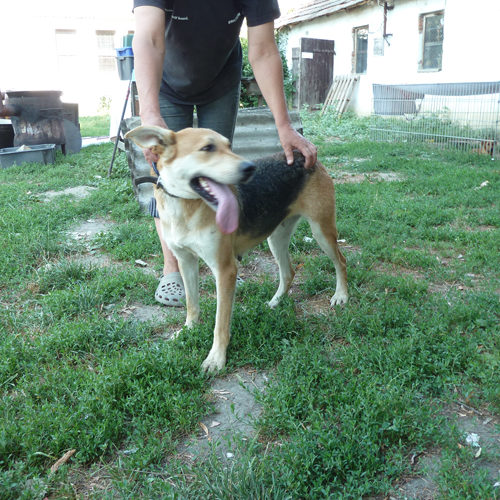 dagi_2013-08-06_04