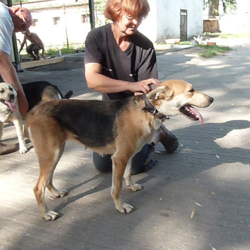 dagi_2013-08-08_07