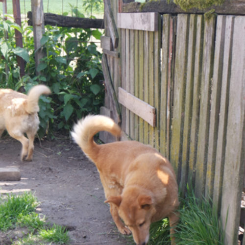 dingo_2016-03-05_03