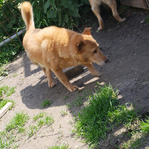 dingo_2016-03-05_04