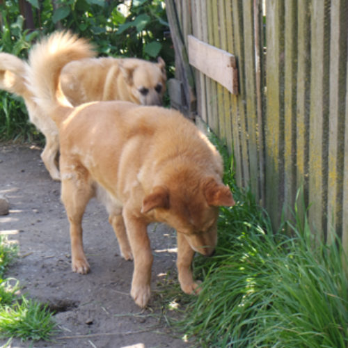 dingo_2016-03-05_05