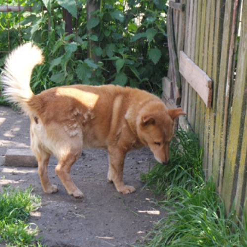 dingo_2016-03-05_06