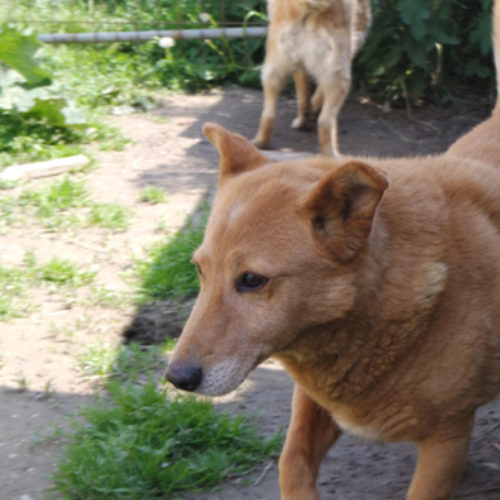 dingo_2016-03-05_08