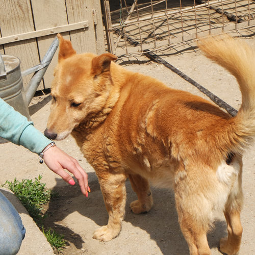 dingo_2016-03-05_09