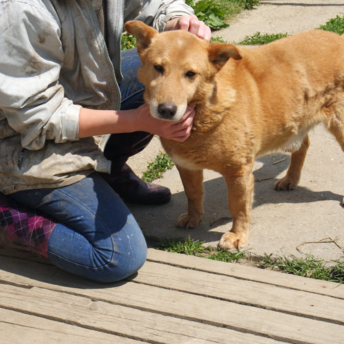 dingo_2016-03-05_11