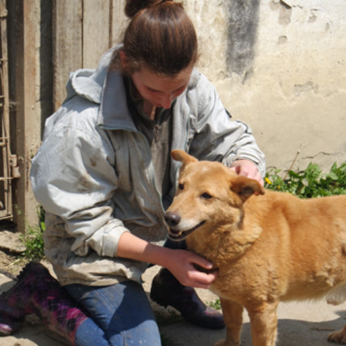 dingo_2016-03-05_12