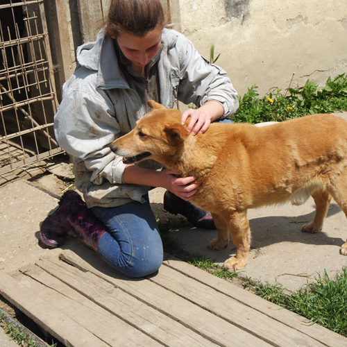 dingo_2016-03-05_13