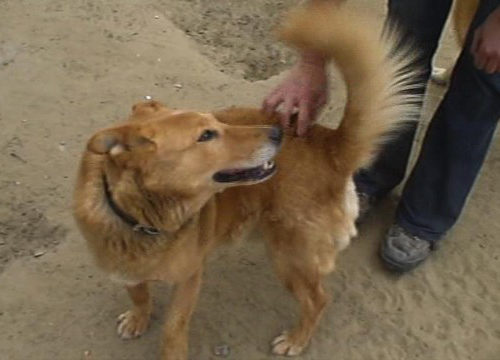 dingo_2016-09-27_06
