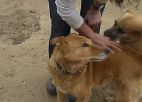 dingo_2016-09-27_07