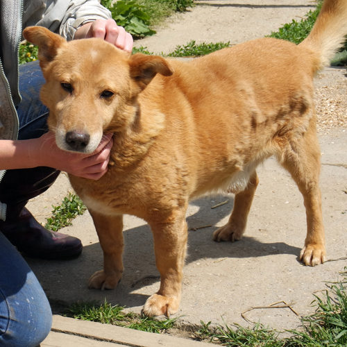 dingo_2016-09-27_08