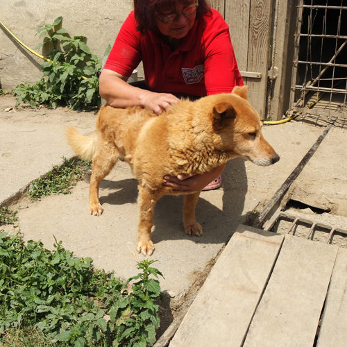 dingo_2017-04-28_02
