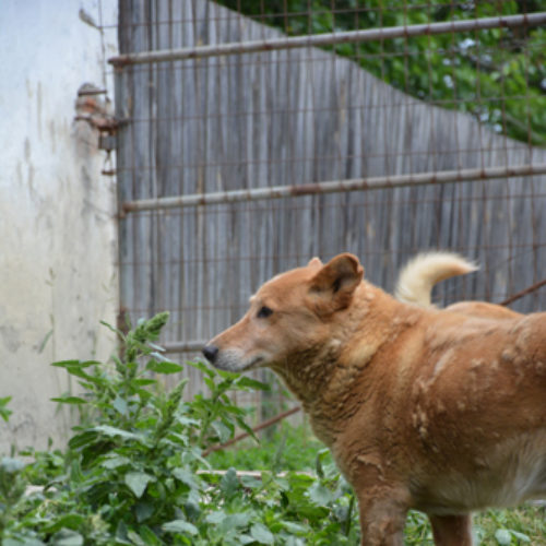 dingo_2017-06-28_02