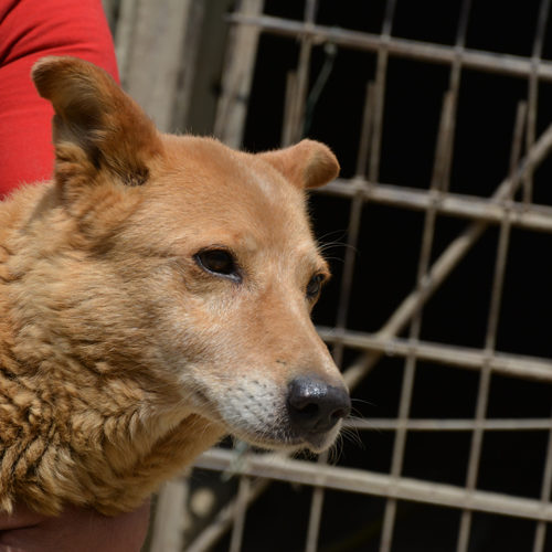 dingo_2017-06-28_03