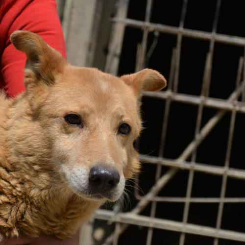 dingo_2017-06-28_04