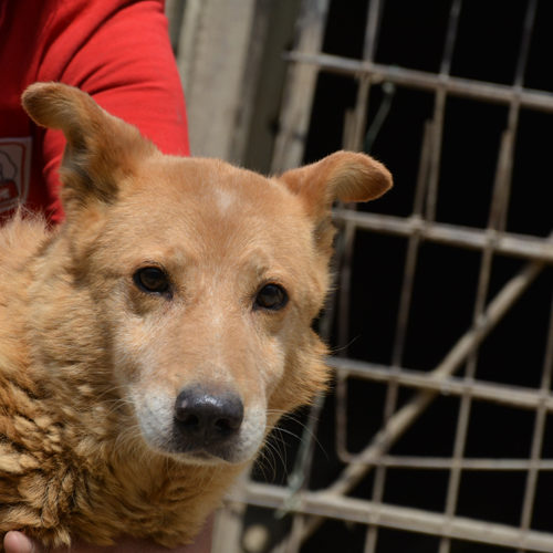 dingo_2017-06-28_05
