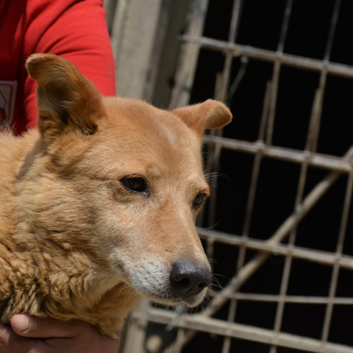 dingo_2017-06-28_08