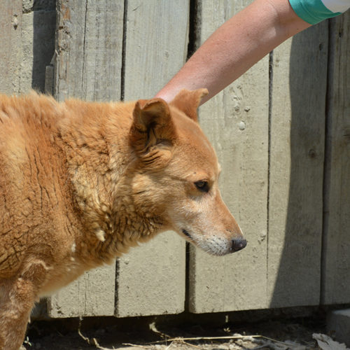 dingo_2017-06-28_14