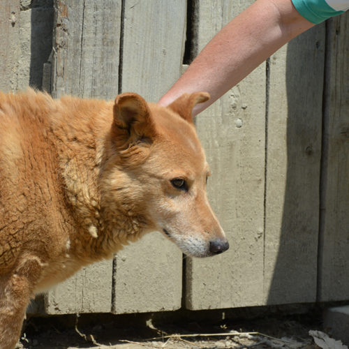 dingo_2017-06-28_15