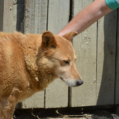 dingo_2017-06-28_16