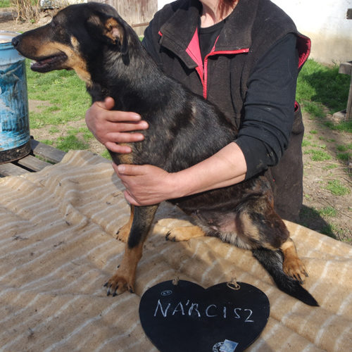 narcisz_2017-01-22_01