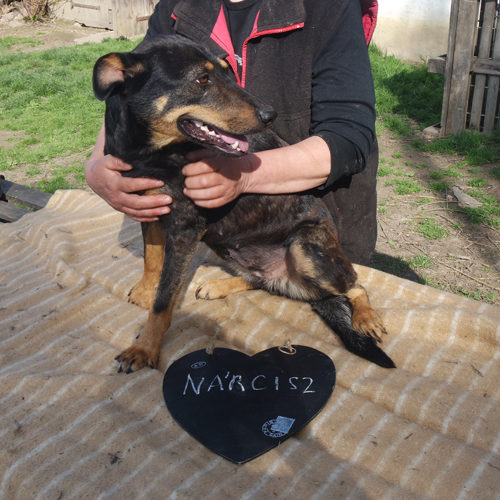 narcisz_2017-01-22_02