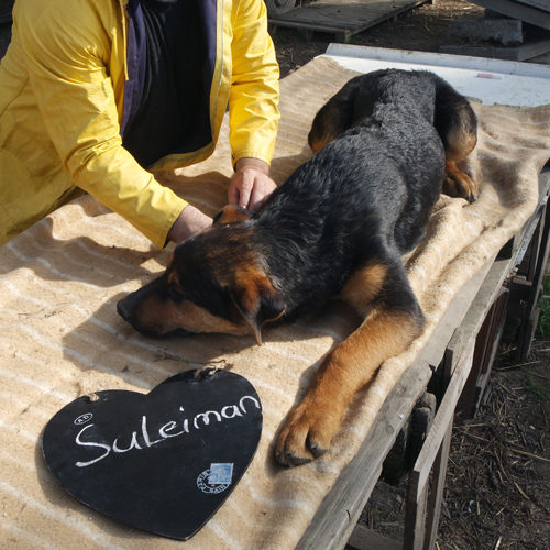 suleiman_2017-01-22_01