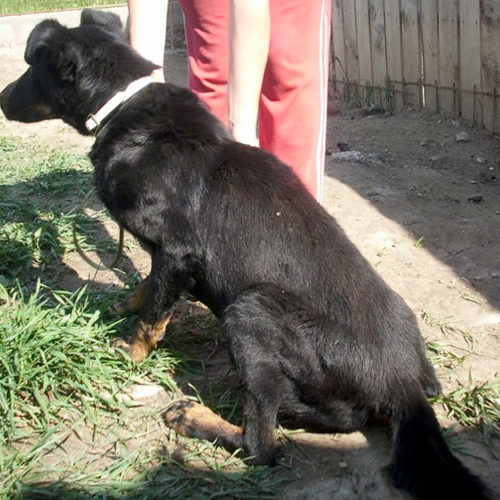 negro_2012-06-21_11