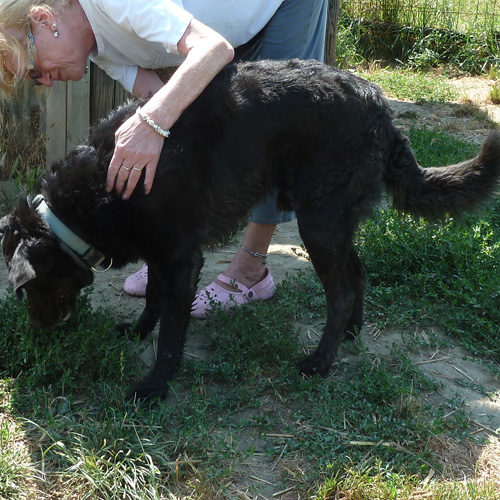 negro_2013-08-06_01