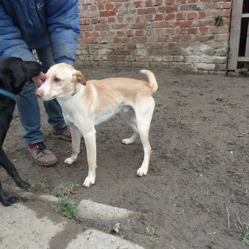 bruno_2013-12-06_01