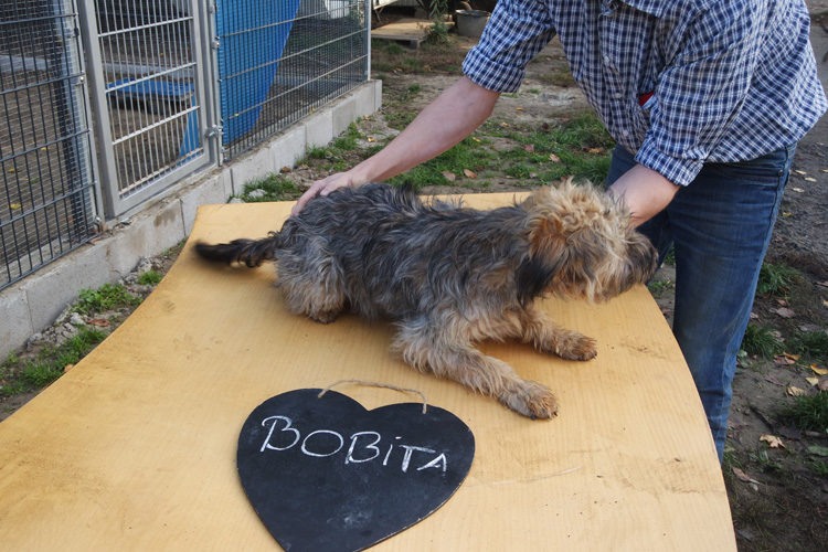 bobita_2017-08-13_01
