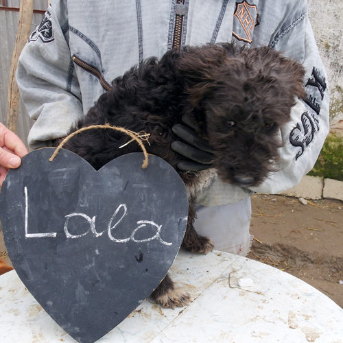 lola_2017-11-27_01