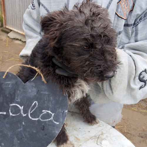 lola_2017-11-27_03