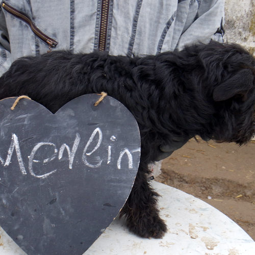 merlin_2017-11-27_01
