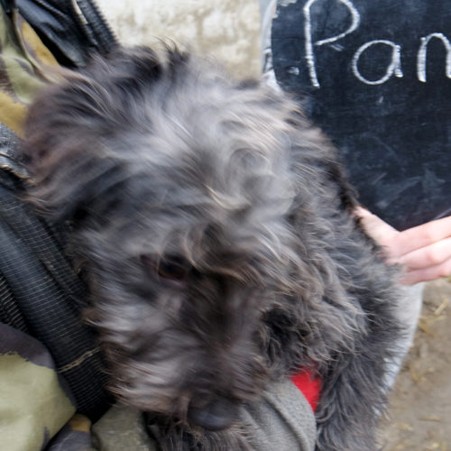 pamacs_2017-11-27_01