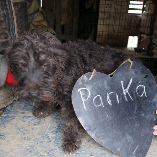 panka_2017-11-27_01