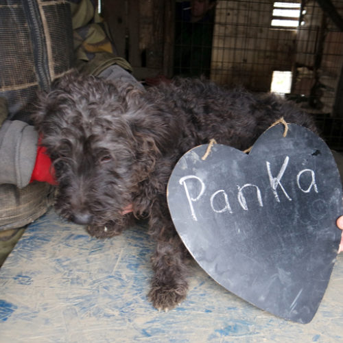 panka_2017-11-27_02