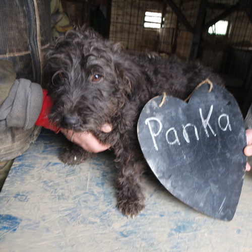 panka_2017-11-27_03