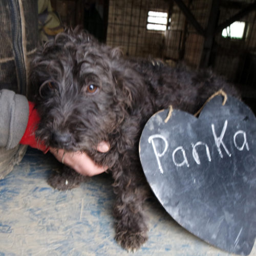 panka_2017-11-27_04