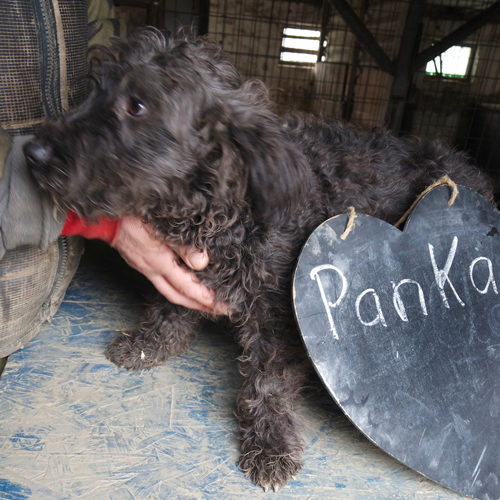 panka_2017-11-27_05