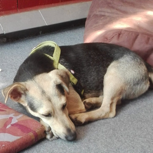 buddy_2018-08-02_03