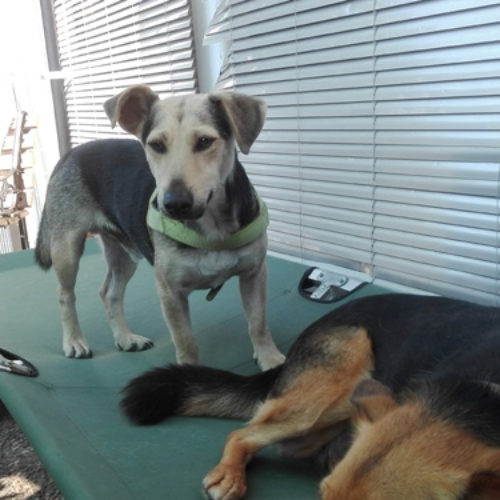 buddy_2018-08-02_04