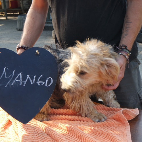 mango_2018-05-27_05