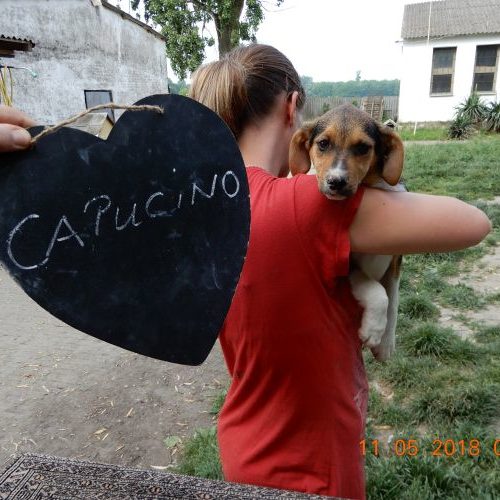capucino_‎2018-‎05-‎11_01