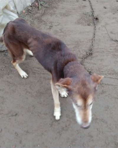 sherbo_‎2018-04-01_01