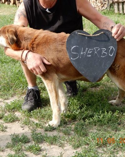 sherbo_‎2018-‎05-‎11_01