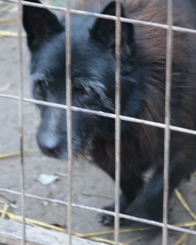 krampusz_‎2017-‎12-‎02_01